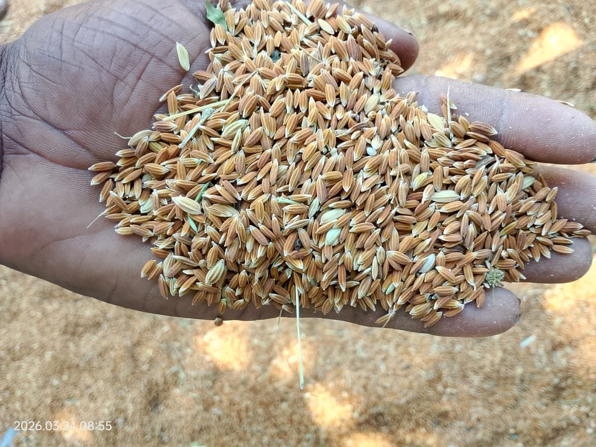 Home Boiled Kotttaram Samba Rice Organic